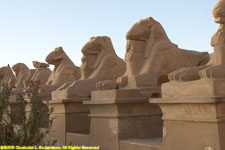 ram-headed sphinxes