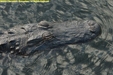 alligator closeup
