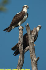 osprey pair