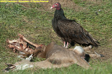 turkey vulture on deer kill
