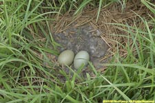 eider duck nest and eggs