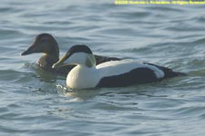 pair of eider ducks swimming