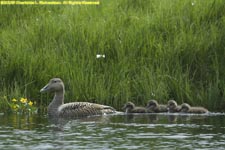 female eider duck and ducklings