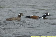 pair of harlequin ducks swimming