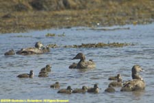 female eider ducks and ducklings feeding