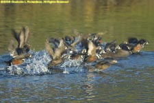 harlequin ducks taking off