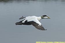 male eider duck in flight