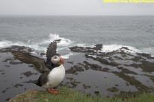 puffin at the top of the bird cliff