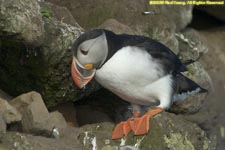 puffin at nest burrow