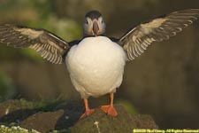 puffin with wings spread