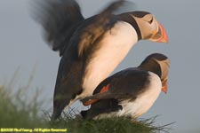 mating puffins