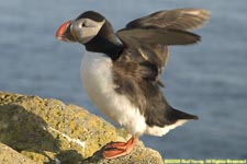 puffin lifting its wings