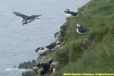puffins on cliff top