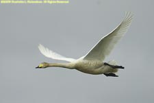 whooper swan in flight