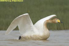 whooper swan taking off