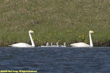 whooper swans with cynets