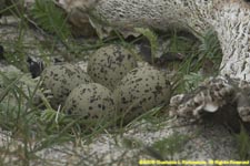 oystercatcher nest
