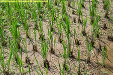 rice plants