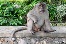 male monkey