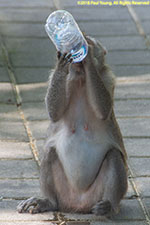 female monkey with water bottle