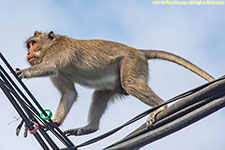 monkey on power lines