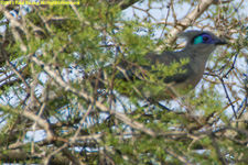 crested coua