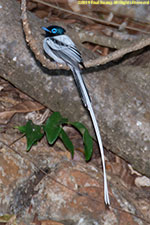 male flycatcher