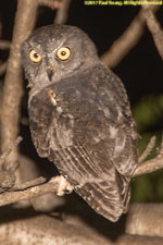 Scop's owl