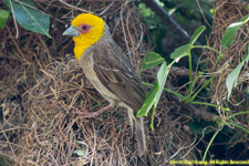 weaver on nest