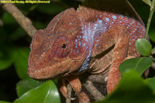chameleon head-first