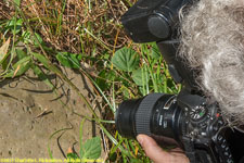Paul photographing dwarf chameleon