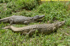 two crocs