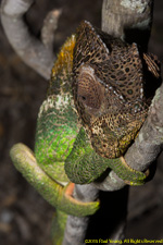 chameleon head-on
