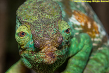 chameleon closeup