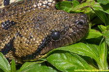 head of snake