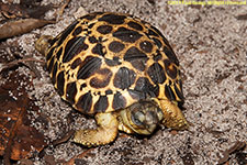 juvenile radiated tortoise