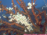 soft coral and tunichates