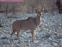 male greater kudu