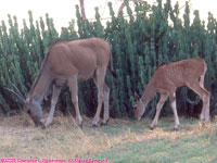 eland and calf