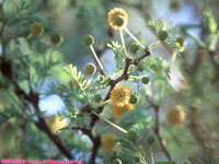 flowering acacia