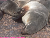 nursing fur seal pup