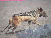 black-backed jackal with radio collar