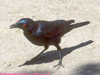 pale-winged starling