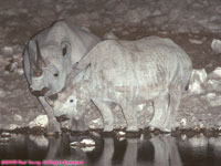 black rhinoceroses at water hole