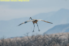 sandhill crane landing