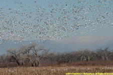snow geese flying