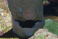 giant moray eel portrait