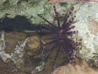blue-back urchin