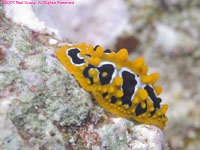 nudibranch: wave wart slug