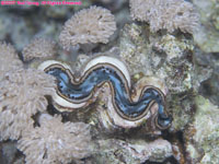 tridacna clam